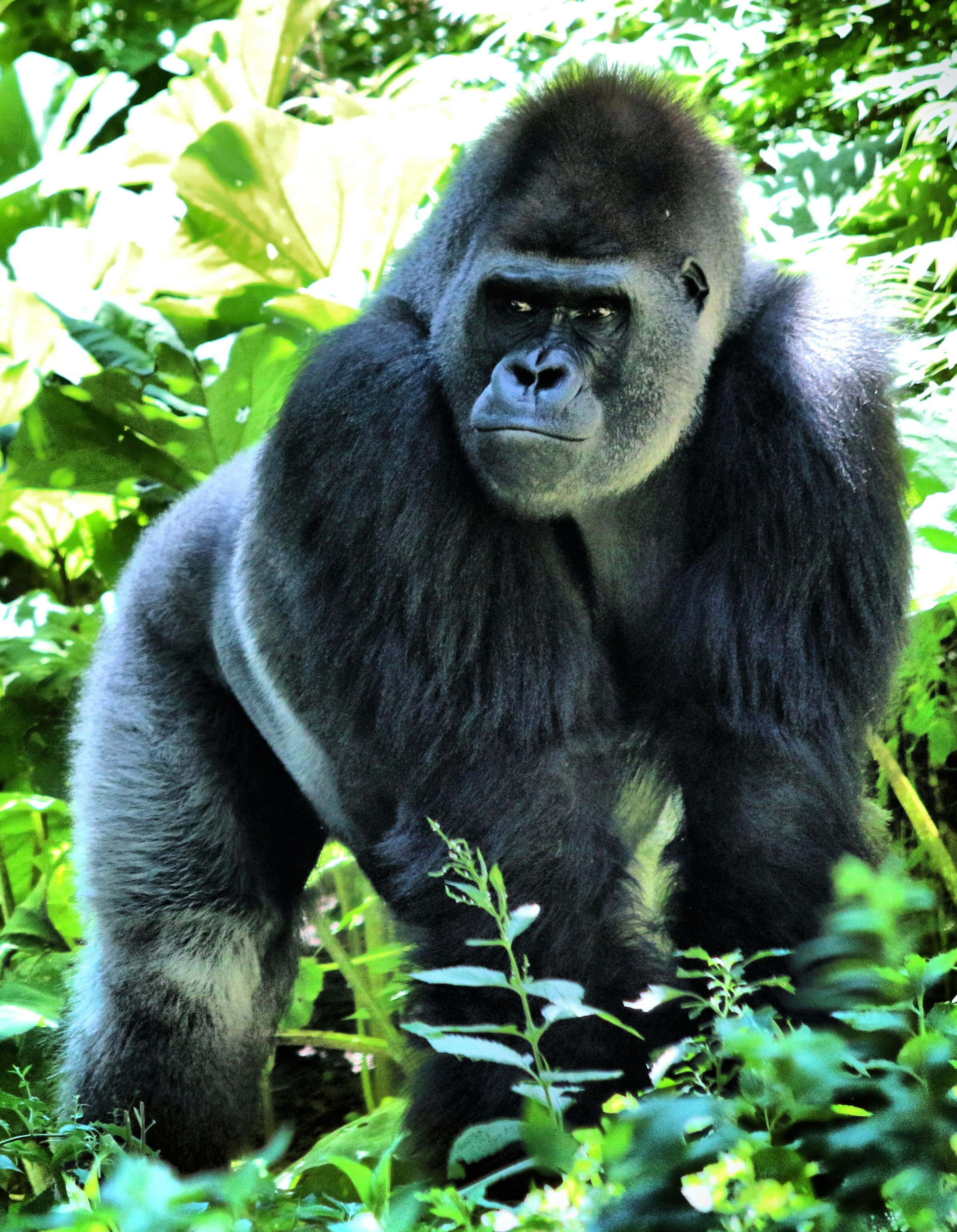 Foto van een gorilla