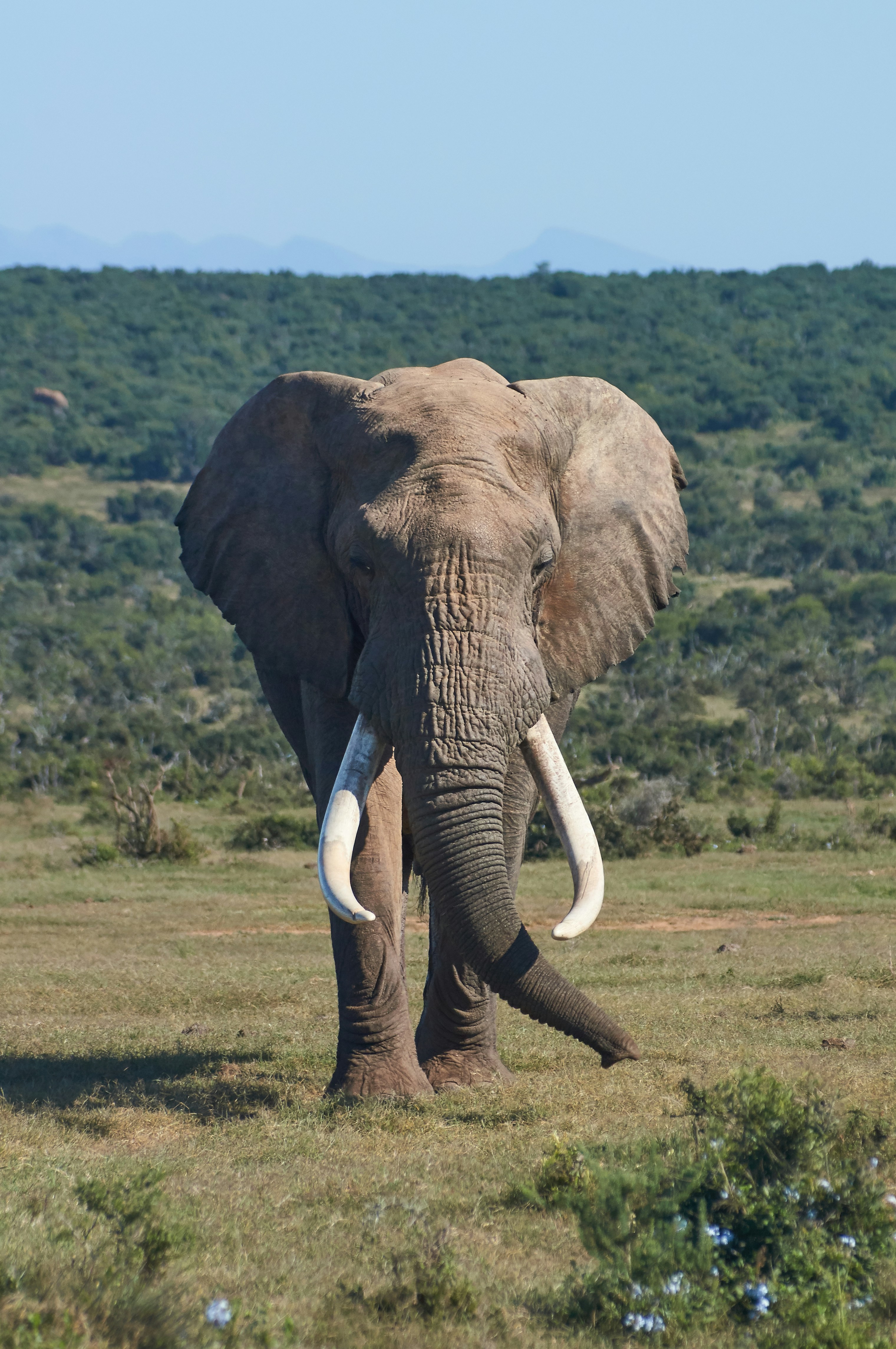 Foto van een olifant