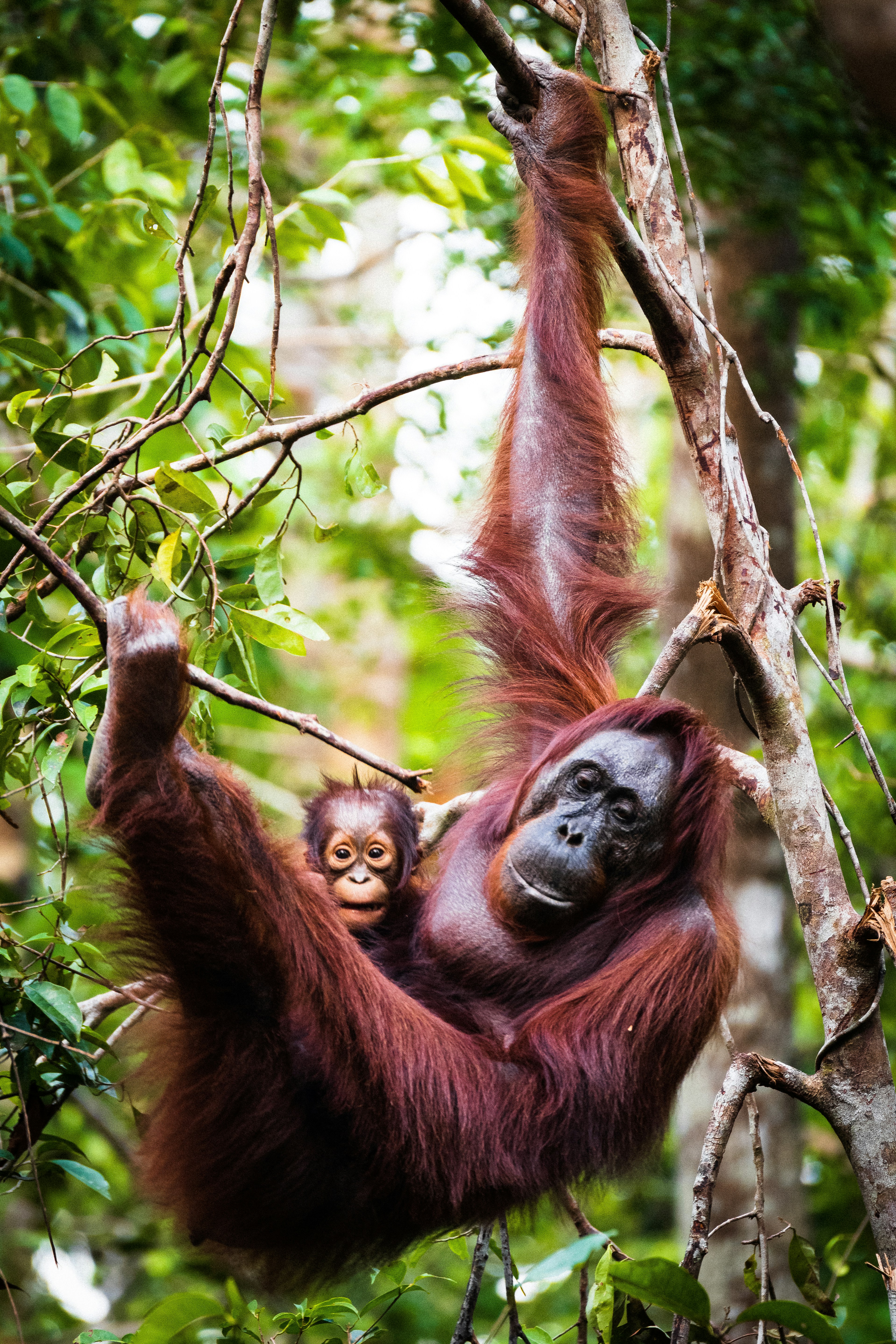 Foto van een orang-oetan
